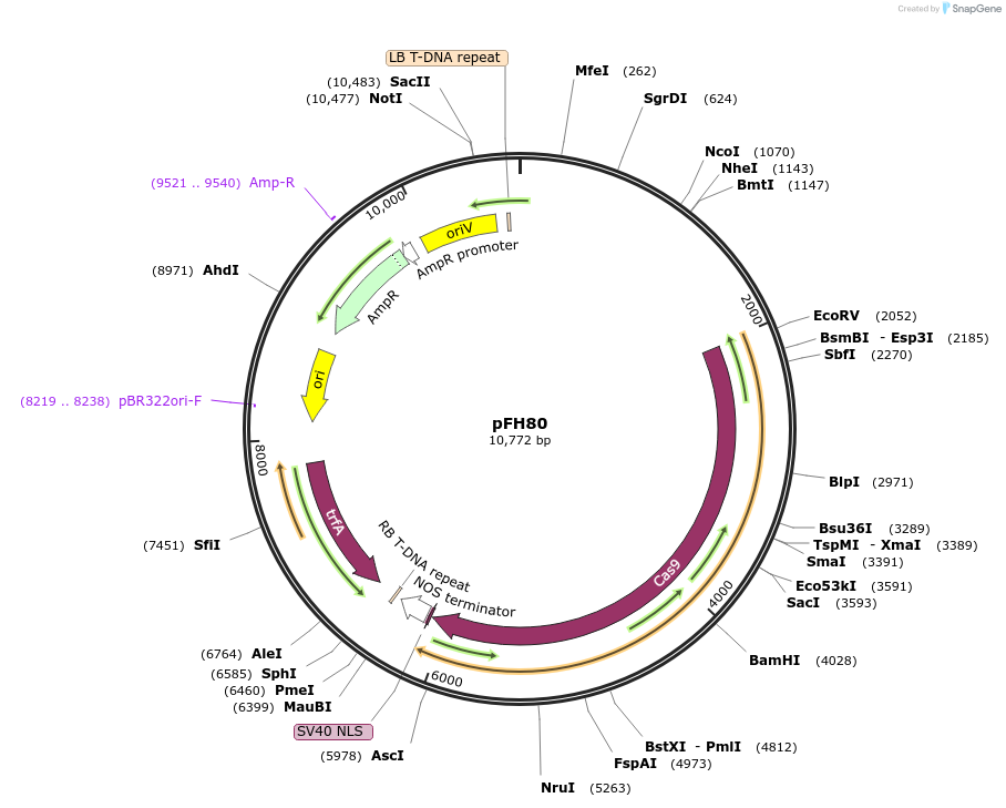128191-plasmid-map-sequence-id-252943