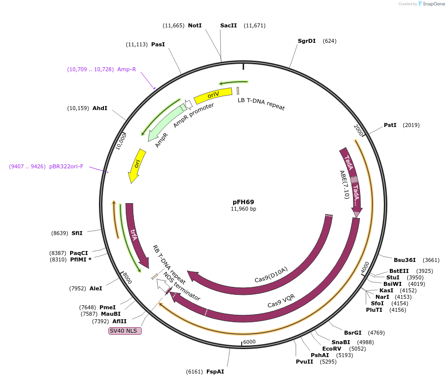 128189-plasmid-map-sequence-id-252945