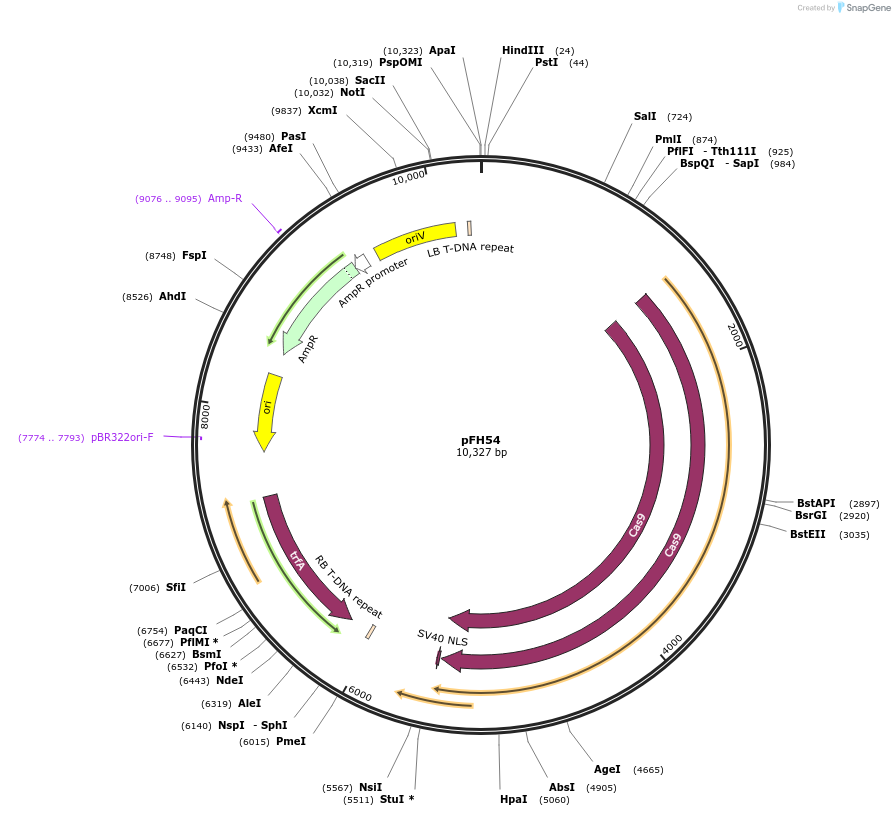 128183-plasmid-map-sequence-id-252946