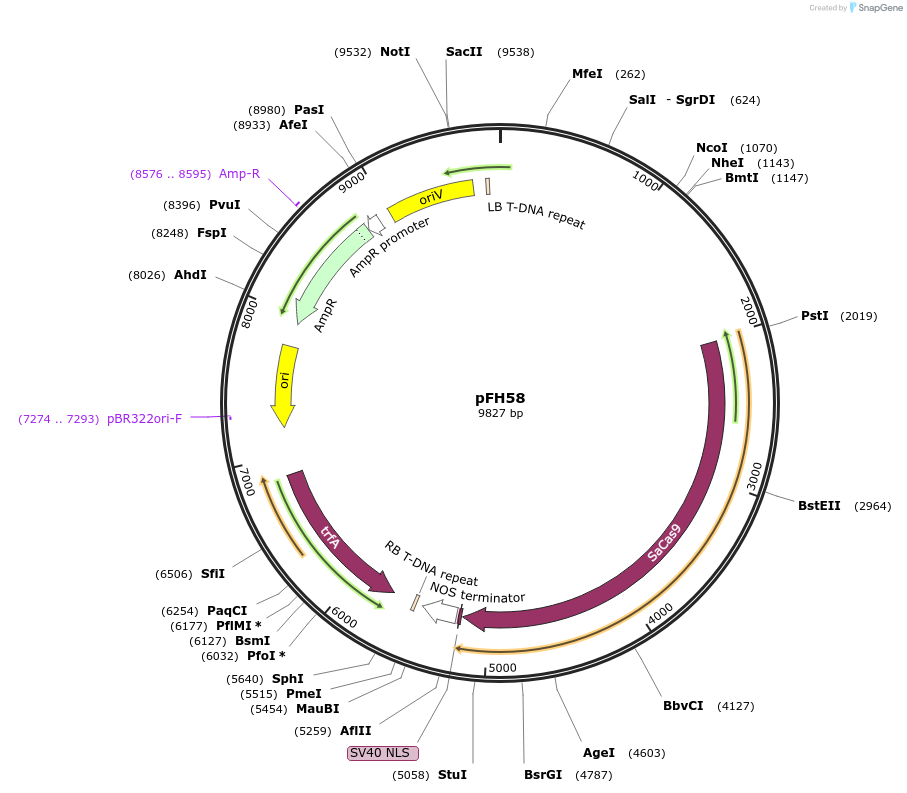128184-plasmid-map-sequence-id-252950
