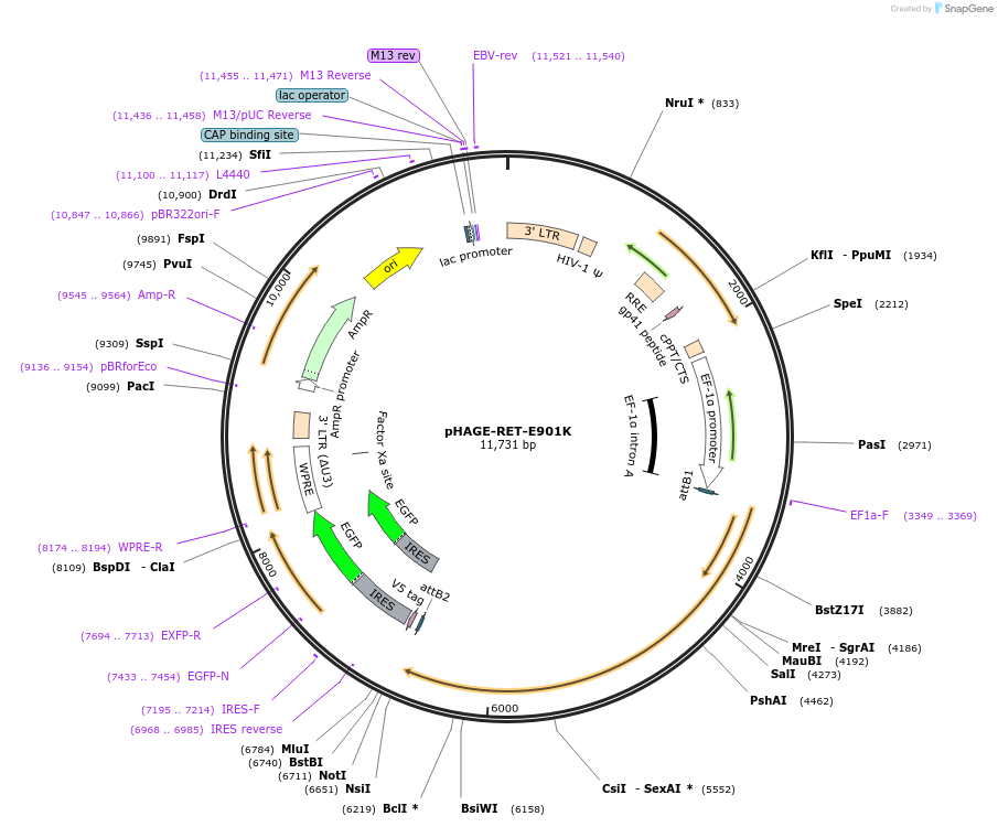 116666-plasmid-map-sequence-id-252956