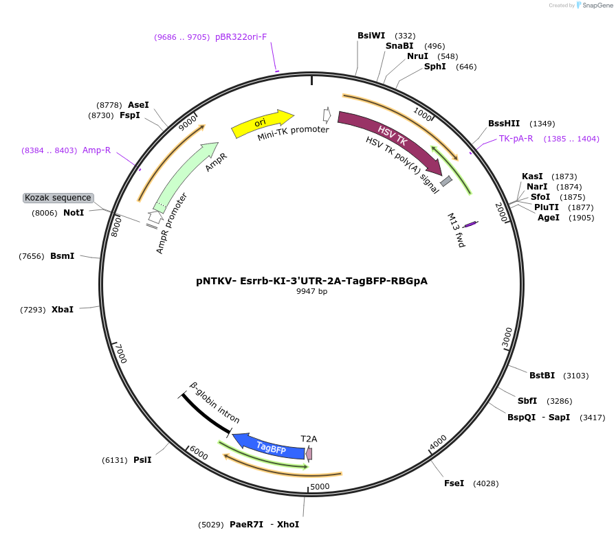 128835-plasmid-map-sequence-id-252963