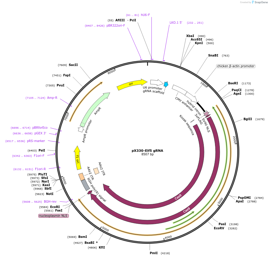 128836-plasmid-map-sequence-id-252965