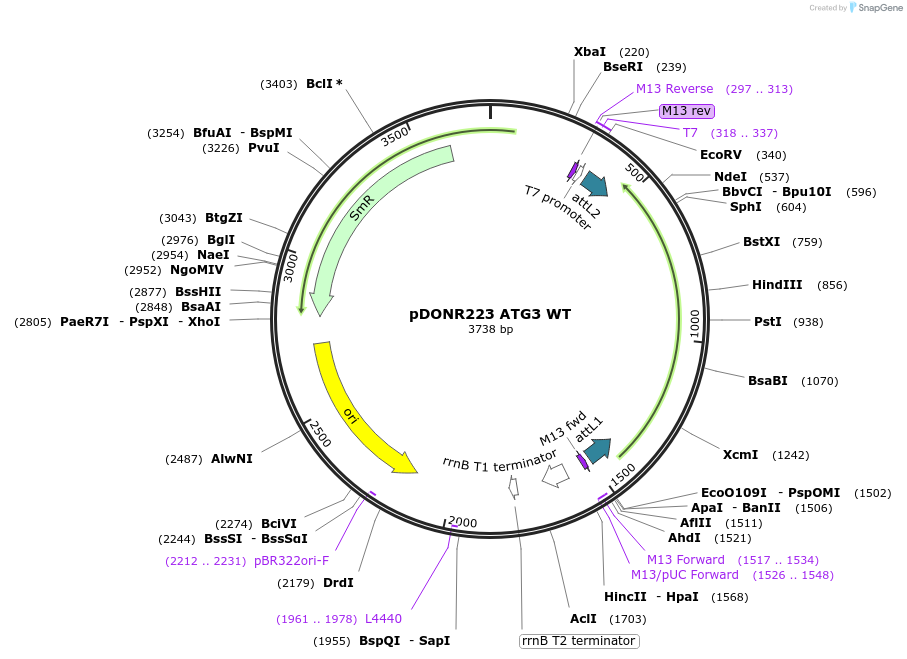 129292-plasmid-map-sequence-id-252975