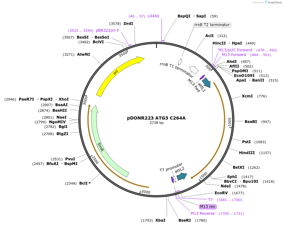 129293-plasmid-map-sequence-id-252979