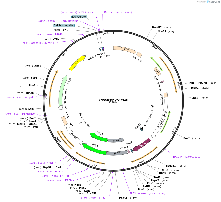 116674-plasmid-map-sequence-id-252980