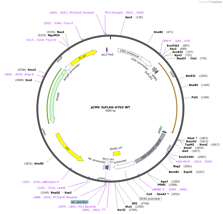 129296-plasmid-map-sequence-id-252987