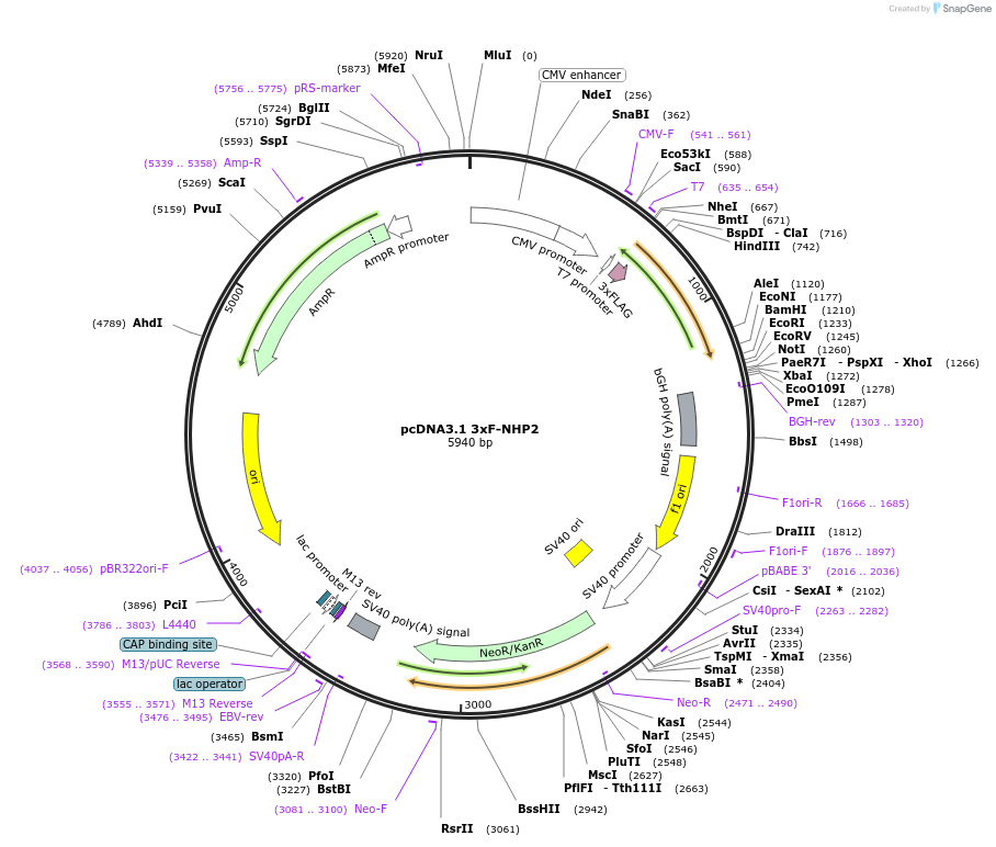 126871-plasmid-map-sequence-id-252988