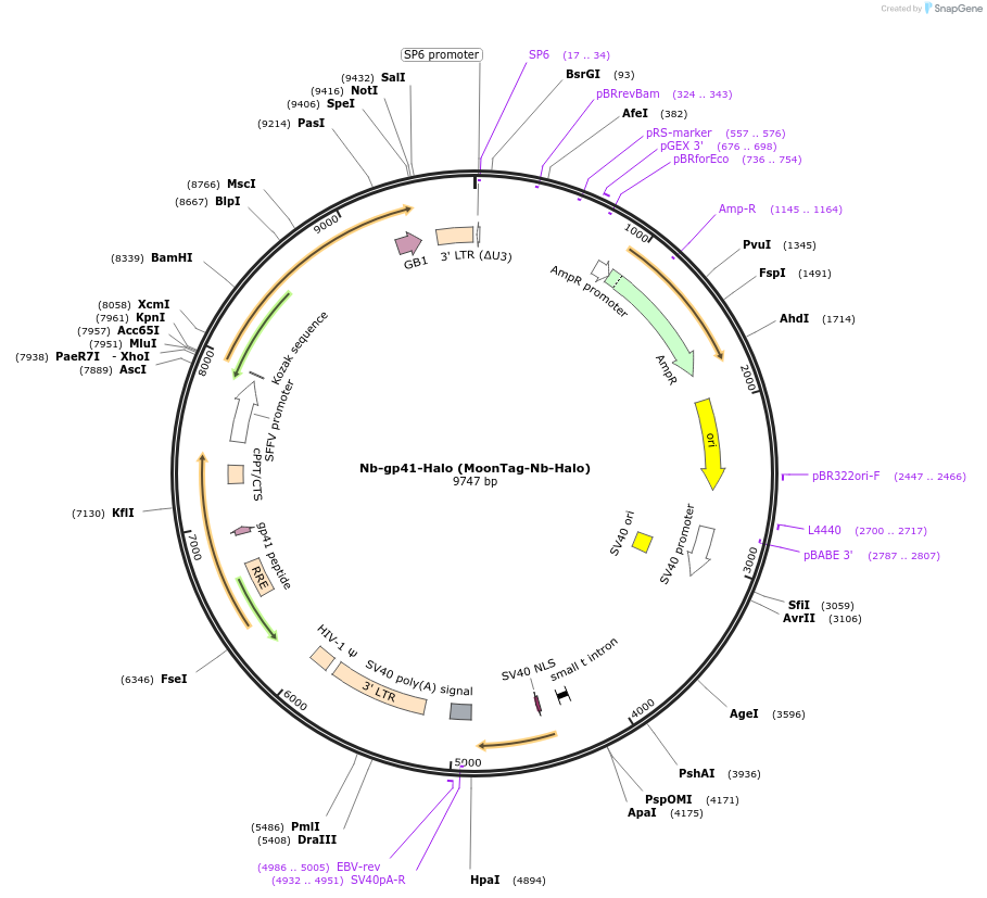 128603-plasmid-map-sequence-id-252991