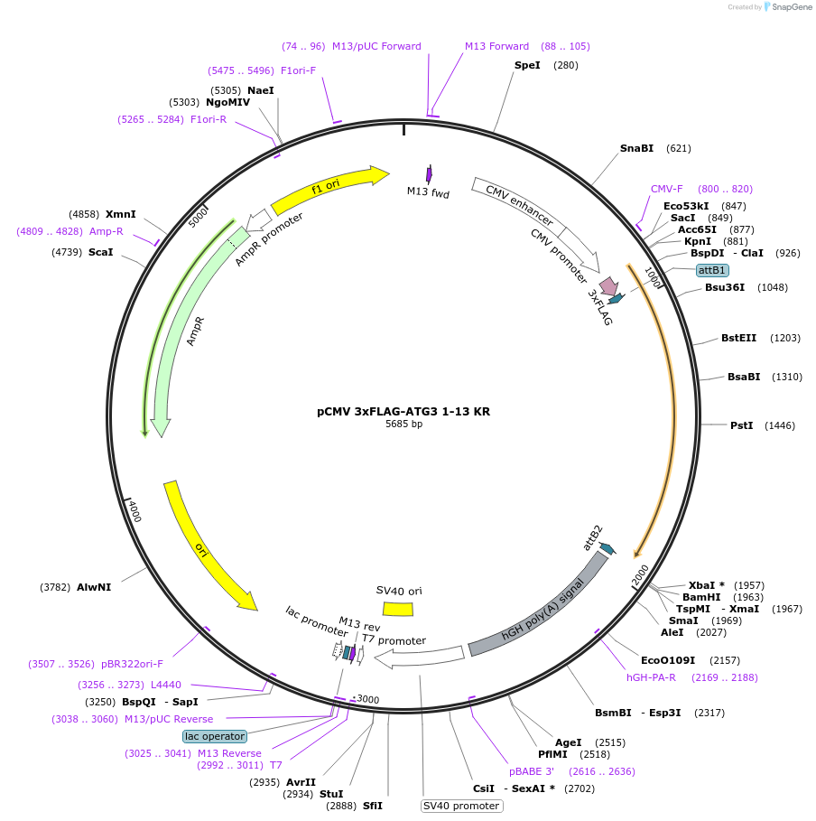 129299-plasmid-map-sequence-id-253000