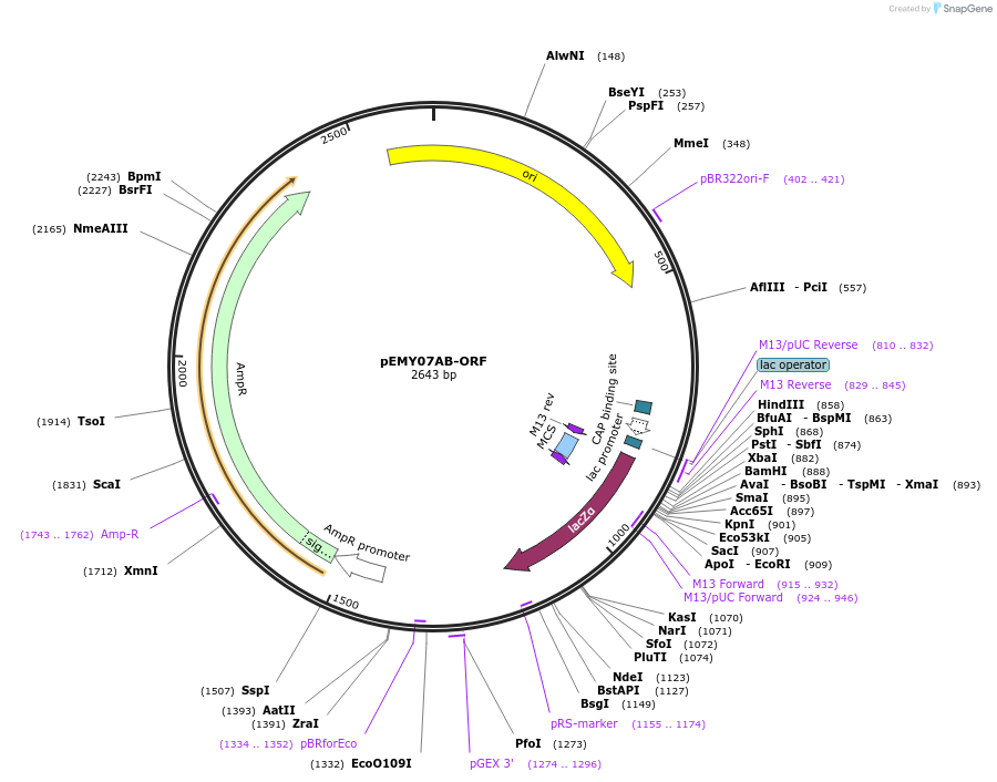 127711-plasmid-map-sequence-id-253008