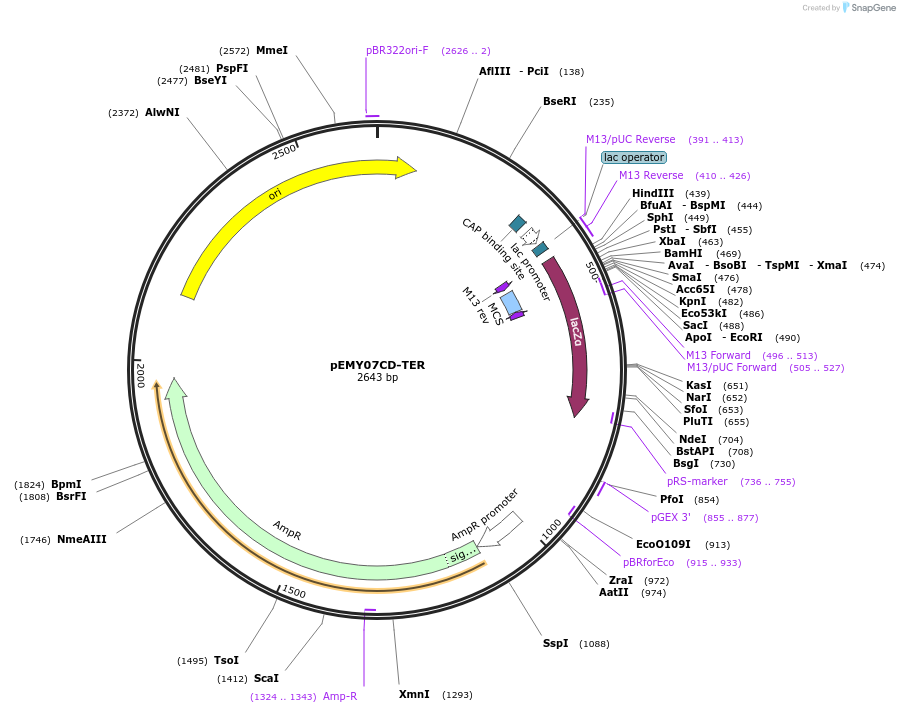 127712-plasmid-map-sequence-id-253010