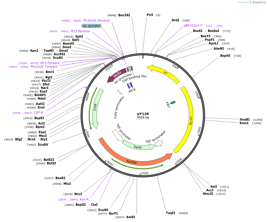 127713-plasmid-map-sequence-id-253011