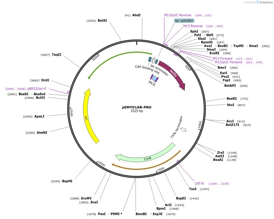 127714-plasmid-map-sequence-id-253012