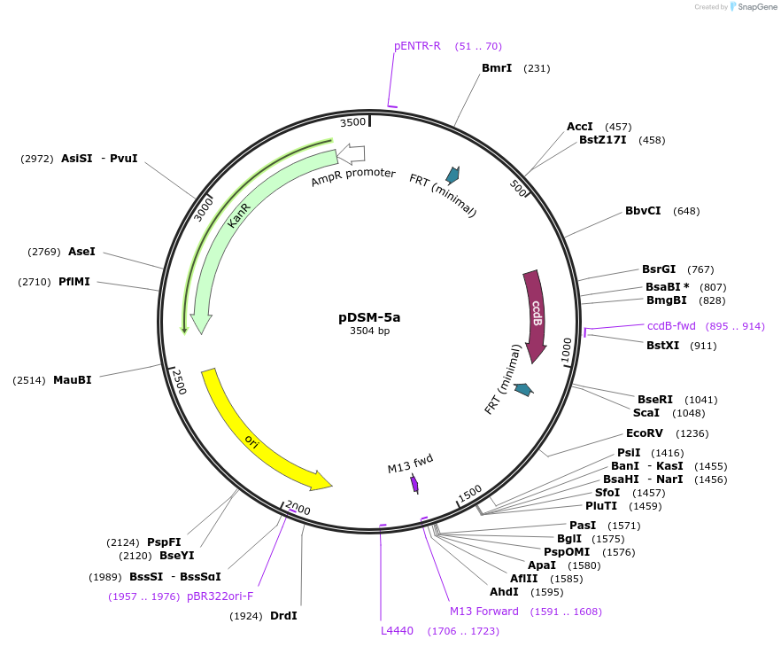 127716-plasmid-map-sequence-id-253015