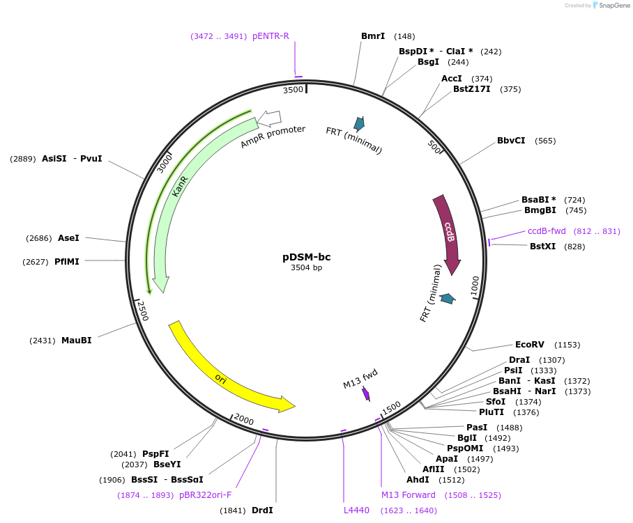 127718-plasmid-map-sequence-id-253018