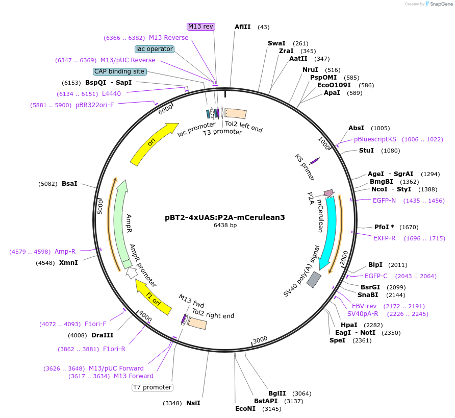 127592-plasmid-map-sequence-id-253024