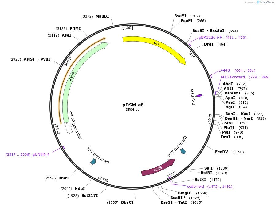 127721-plasmid-map-sequence-id-253025