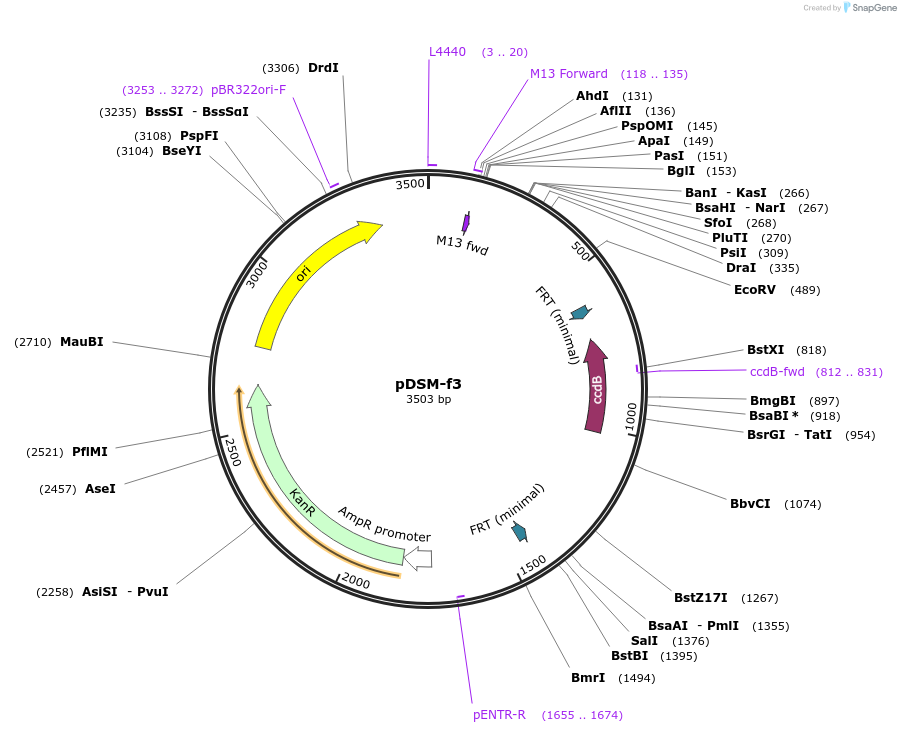 127722-plasmid-map-sequence-id-253027