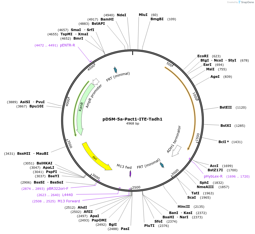 127723-plasmid-map-sequence-id-253028