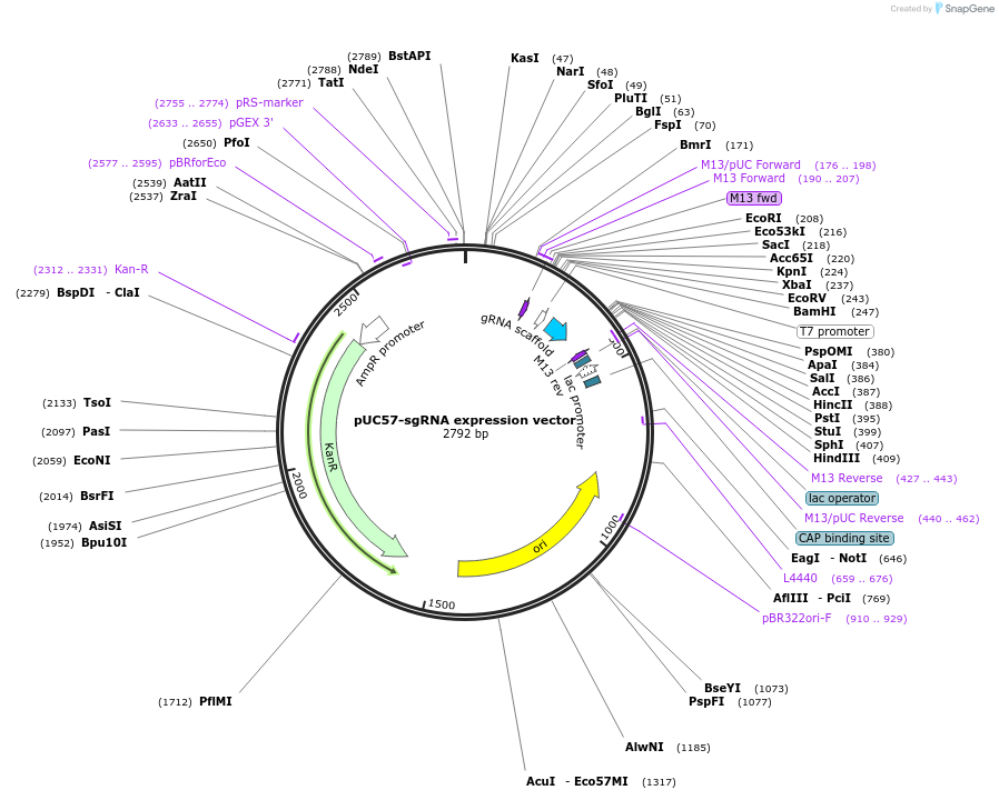 51132-plasmid-map-sequence-id-253034