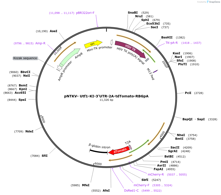 128834-plasmid-map-sequence-id-253043