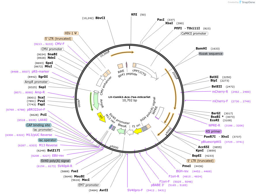 129701-plasmid-map-sequence-id-253049