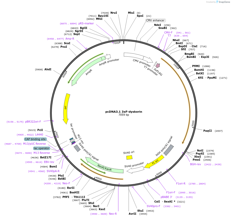 126870-plasmid-map-sequence-id-253051