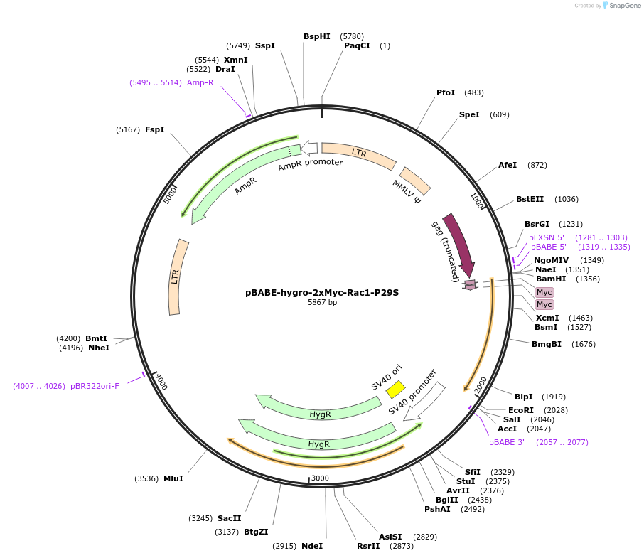 128581-plasmid-map-sequence-id-253055