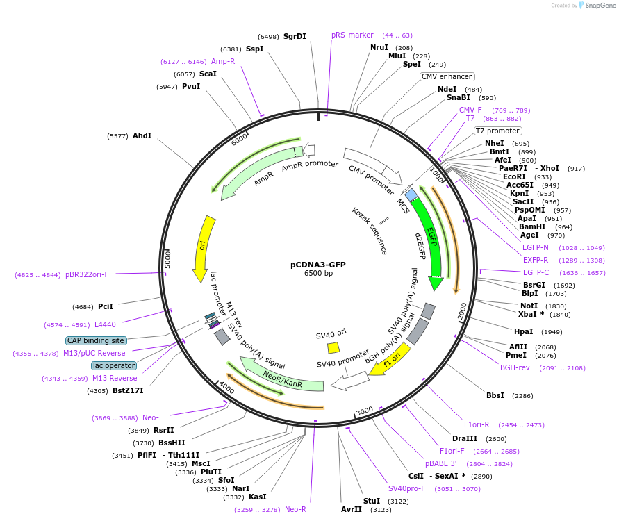 74165-plasmid-map-sequence-id-253057