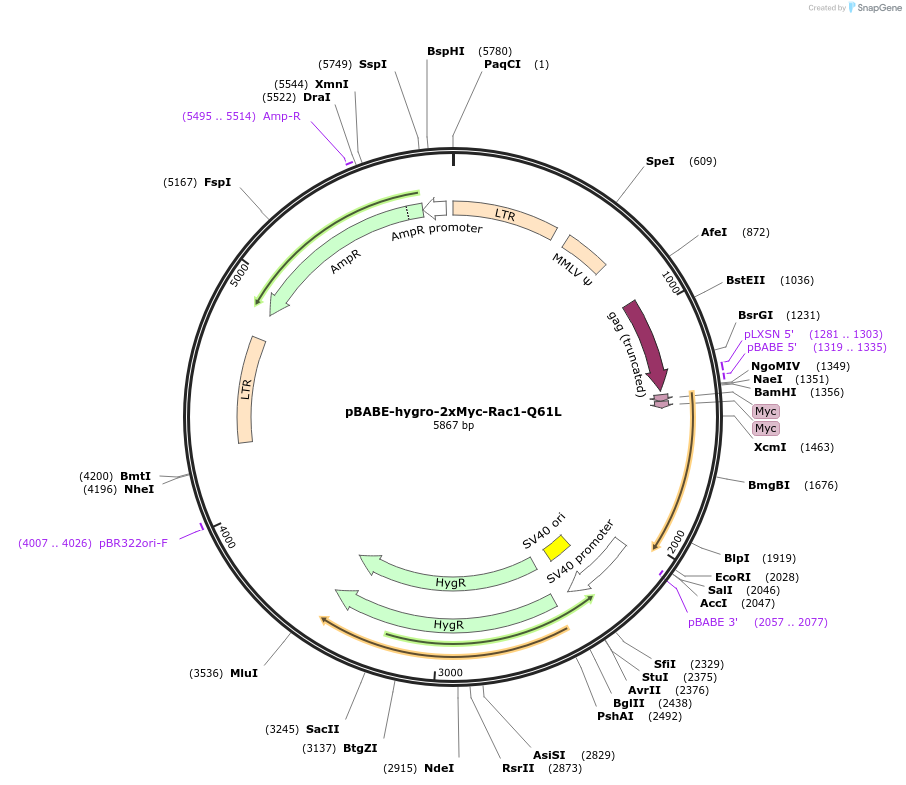 128582-plasmid-map-sequence-id-253118