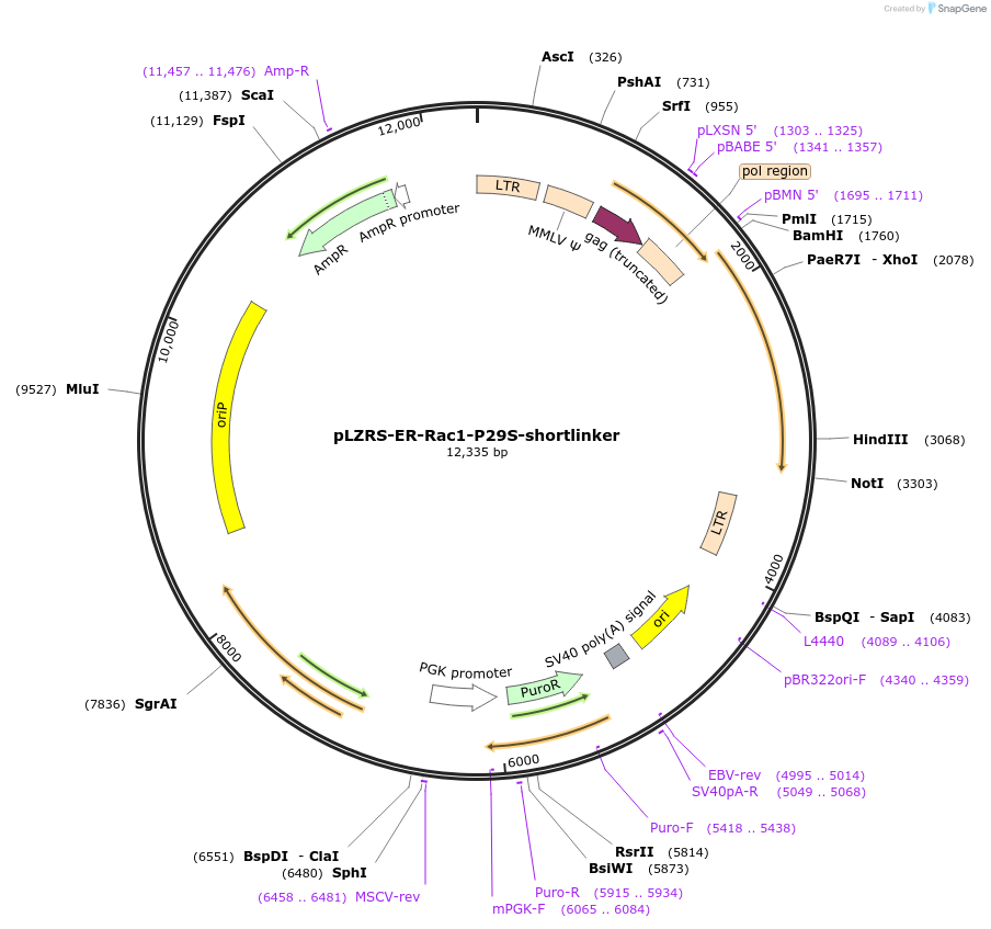 128583-plasmid-map-sequence-id-253120