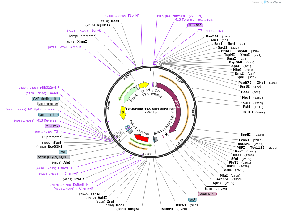 127556-plasmid-map-sequence-id-253122