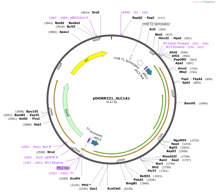 131878-plasmid-map-sequence-id-253155