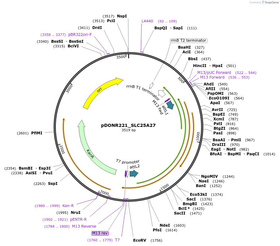 132004-plasmid-map-sequence-id-253407