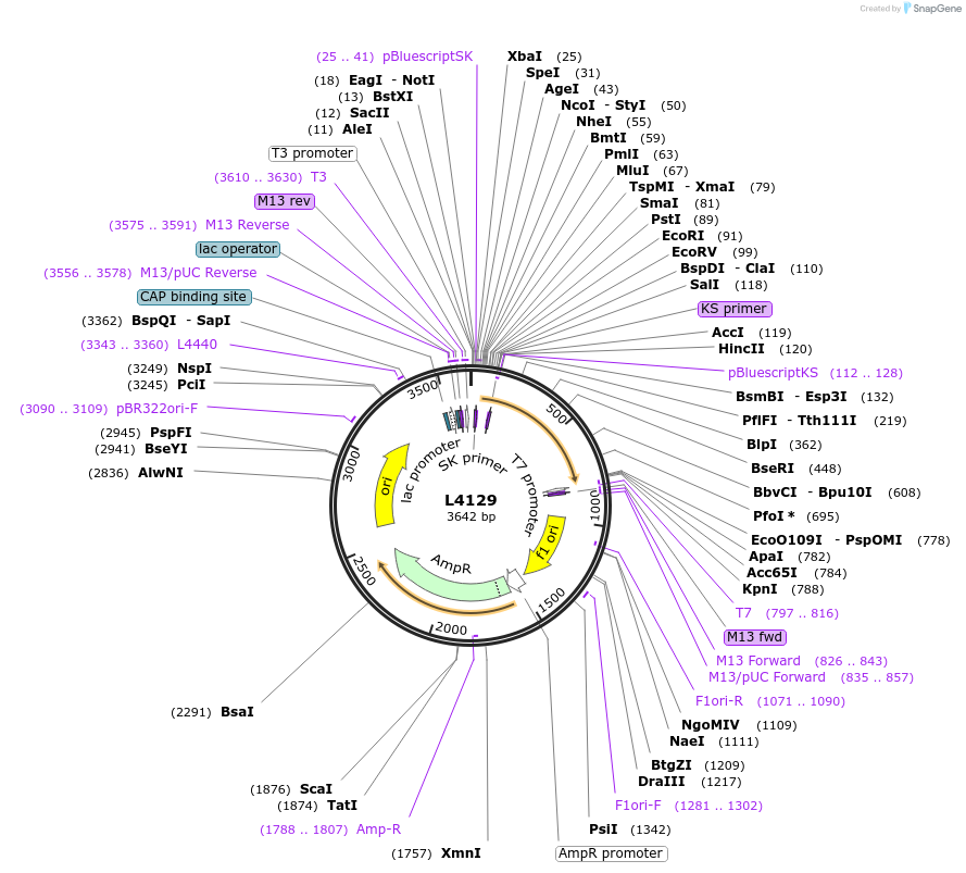 1644-plasmid-map-sequence-id-254