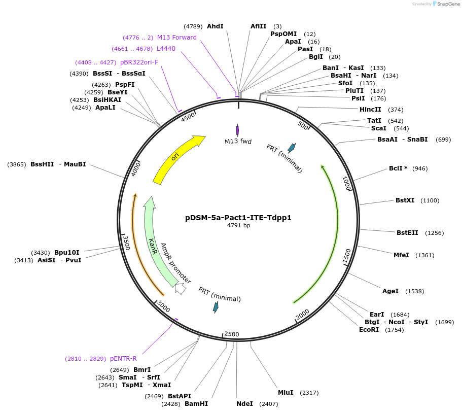 127725-plasmid-map-sequence-id-254027