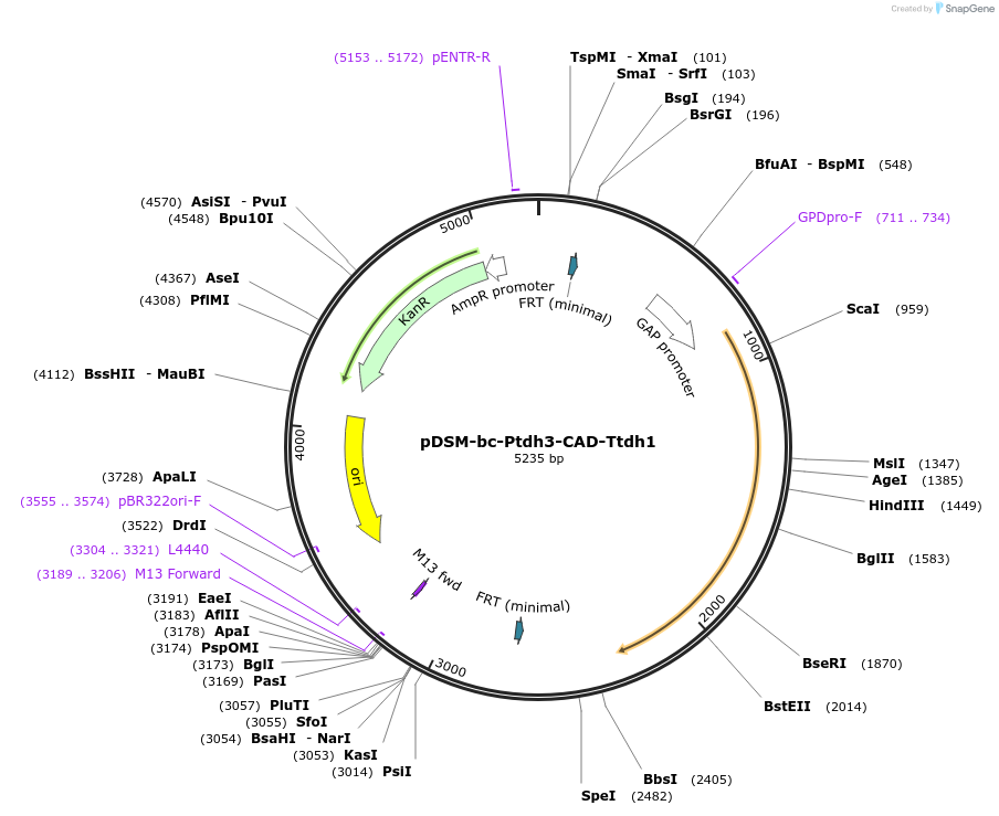 127727-plasmid-map-sequence-id-254032