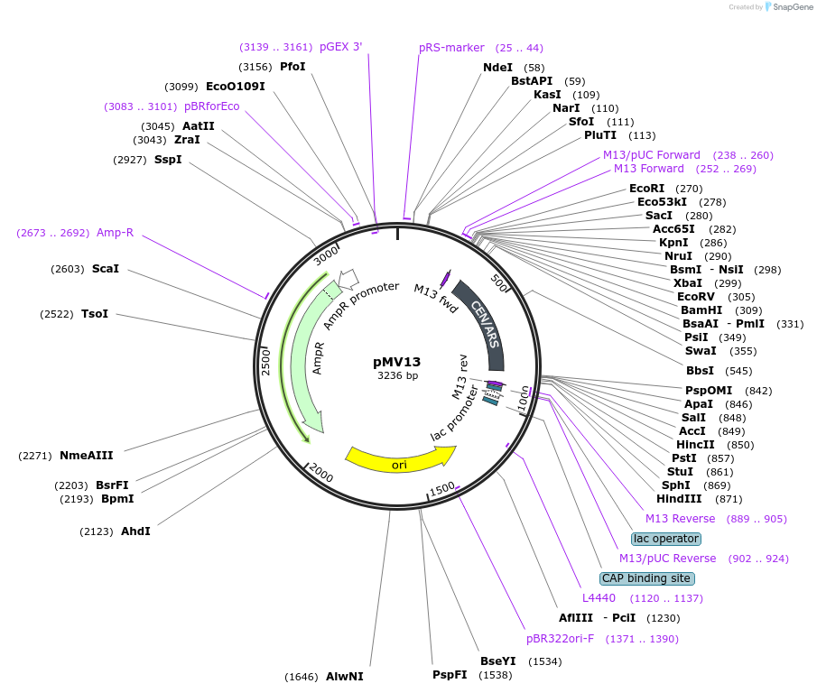 128864-plasmid-map-sequence-id-254038