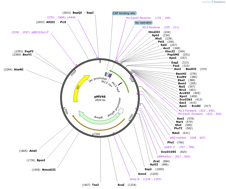 128865-plasmid-map-sequence-id-254039