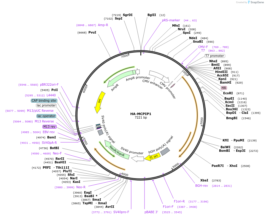 127459-plasmid-map-sequence-id-254042