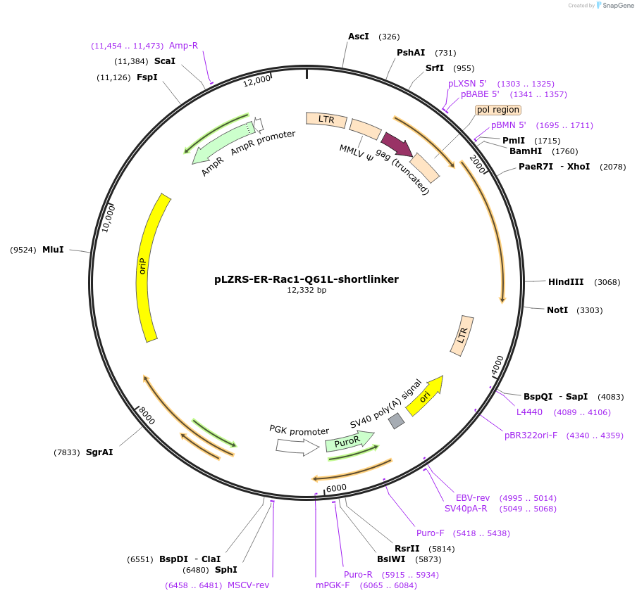 128584-plasmid-map-sequence-id-254045