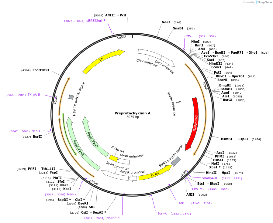 130664-plasmid-map-sequence-id-254047