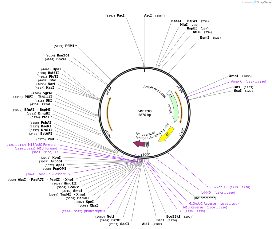 128370-plasmid-map-sequence-id-254051