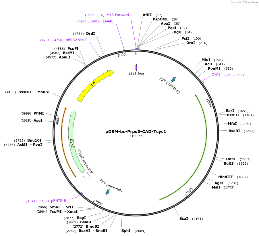 127728-plasmid-map-sequence-id-254054