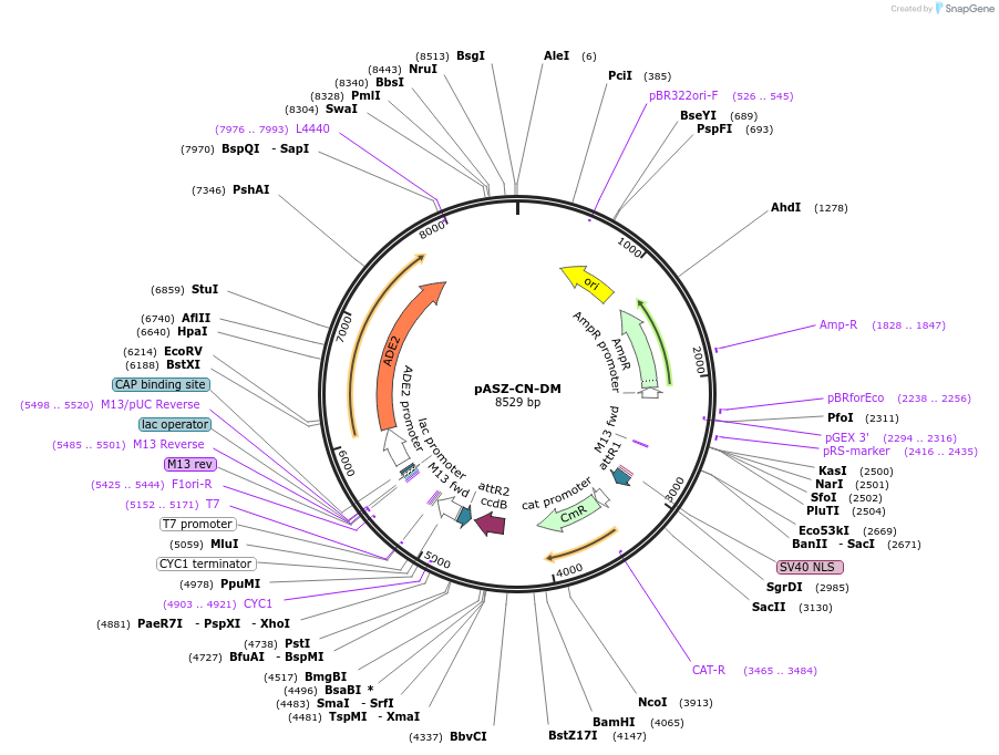 111234-plasmid-map-sequence-id-254057