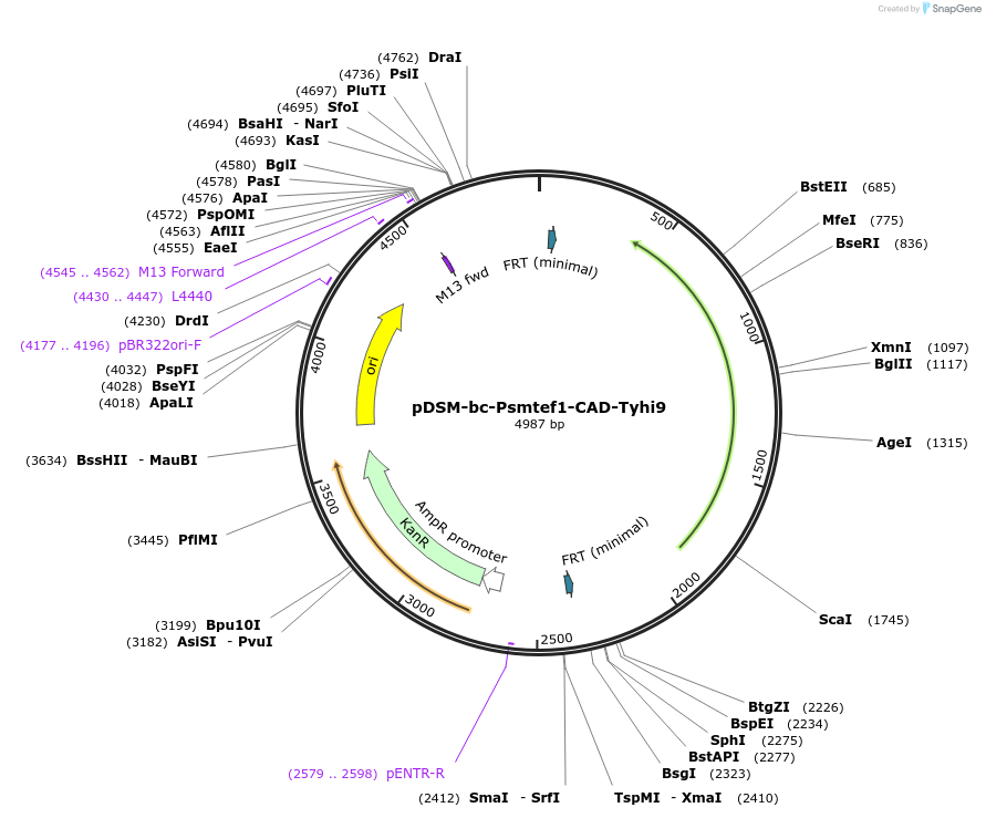 127730-plasmid-map-sequence-id-254058