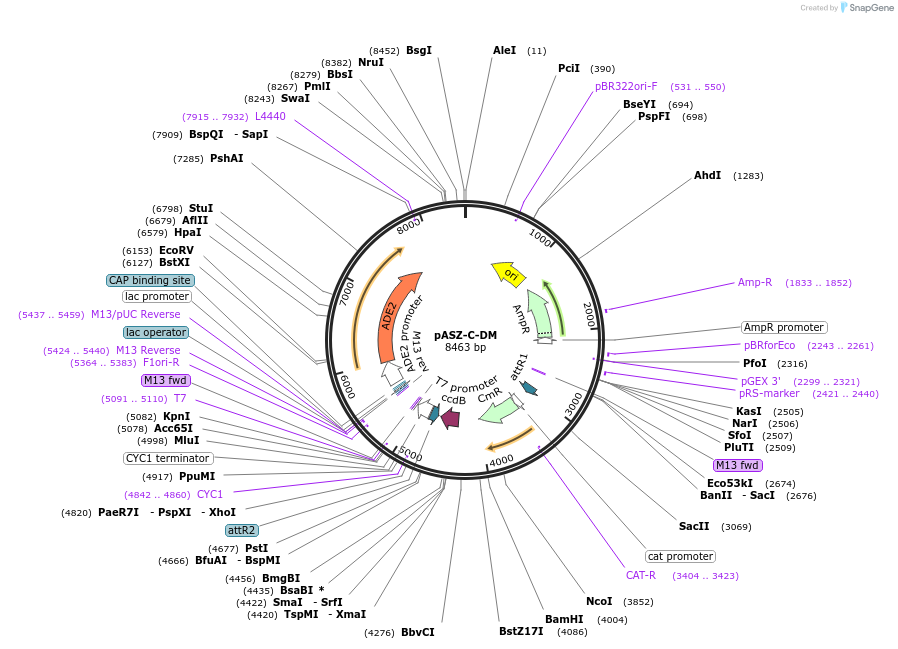 111235-plasmid-map-sequence-id-254059