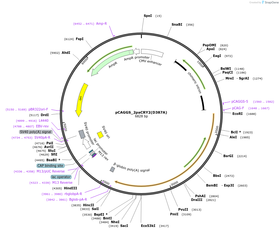 129652-plasmid-map-sequence-id-254060