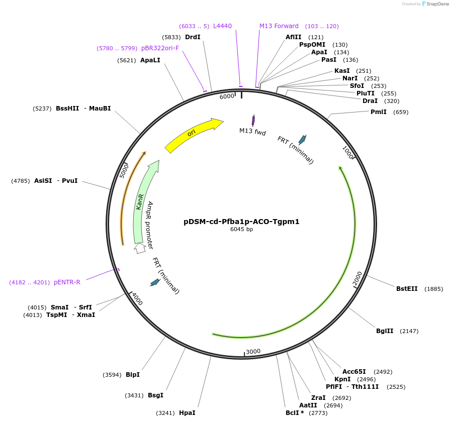 127731-plasmid-map-sequence-id-254061
